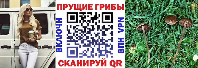 Галлюциногенные грибы Magic Shrooms  Сковородино 